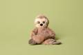 Main-Image-Sawyer-The-Sloth-hi-res-768x512.jpg