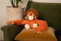 Orangutanonchair2-768x512.jpg