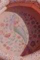 pol_pl_Little-Dutch-Basen-Dreamy-Mermaid-80cm-5980_11.jpg