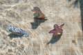 pol_pm_Little-Dutch-Zabawki-do-nauki-nurkowania-Dreamy-Mermaid-3szt-5971_2.jpg
