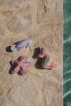 pol_pm_Little-Dutch-Zabawki-do-nauki-nurkowania-Dreamy-Mermaid-3szt-5971_7.jpg