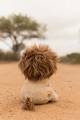 pol_pm_Little-Dutch-Przytulanka-Lew-17cm-Safari-Friends-GRS-6032_15.jpg
