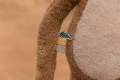 pol_pm_Little-Dutch-Przytulanka-duza-Malpka-Safari-Friends-GRS-6039_15.jpg
