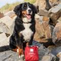 Apteczka Pierwszej Pomocy dla Psa ULTIMATE 56 el. - Mountain Paws  5031863814119 (2).jpg