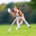 Tickless Pet urządzenie ultradźwiękowe na kleszcze i pchły dla psów orange 5999566451041 (2).jpg