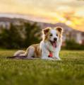 Tickless Pet urządzenie ultradźwiękowe na kleszcze i pchły dla psów orange 5999566451041 (6).jpg