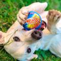 NERF DOG Zabawka dla psów TPR piszcząca kolorowa piłka 10 cm 810162491550  (3).jpg