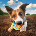 NERF DOG Zabawka dla psów TPR piszcząca kolorowa piłka 10 cm 810162491550  (4).jpg
