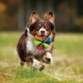 NERF DOG Zabawka dla psów miękka, piszcząca i szeleszcząca piłka w kształcie z uchwytami - 15 cm 810109522972 (2).jpg