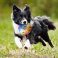 NERF DOG Zabawka dla psów TPR piszczący pierścień z kolorowym uchwytem – falisty wzór – 15 cm 810162491567  (3).jpg