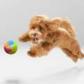 NERF DOG Super Bounce – gumowa piłka dla psów 9,5 cm 810109526543 (2).jpg