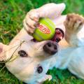 NERF DOG Zabawka dla psów 3 szt. piszczących piłek tenisowych 846998014281 (2).jpg